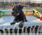 Small #10 Schnauzer (Miniature)