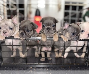 French Bulldog Puppy for Sale in HILTON, New York USA