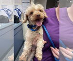 Small #14 Poodle (Miniature)