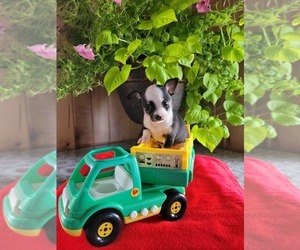 Chihuahua Puppy for Sale in NEW HAVEN, Indiana USA
