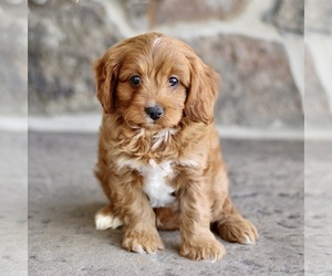 Cavapoo Puppy for sale in BIRD IN HAND, PA, USA