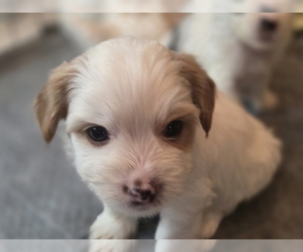Medium Photo #8 Biewer Yorkie Puppy For Sale in MILWAUKIE, OR, USA