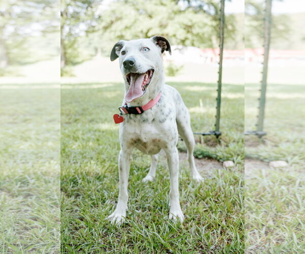 Medium Photo #2 Labmatian Puppy For Sale in Attalka, AL, USA