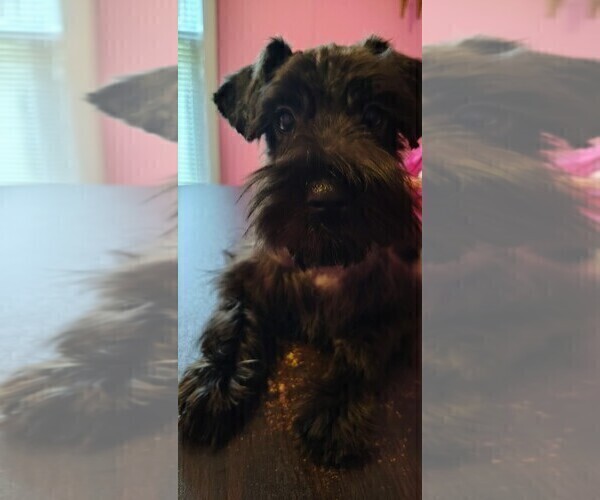 Medium Photo #2 Schnauzer (Miniature) Puppy For Sale in ENID, OK, USA