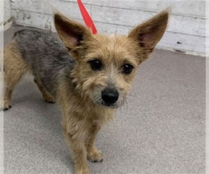 Mutt Dogs for adoption in San Bernardino, CA, USA