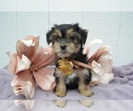 Small Photo #5 Morkie Puppy For Sale in HONEY BROOK, PA, USA