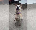 Small #2 Carolina Dog Mix