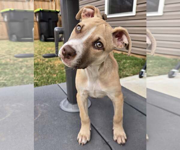 Medium Photo #2 Mutt Puppy For Sale in Greenville, SC, USA