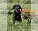 Small #2 Labrador Retriever