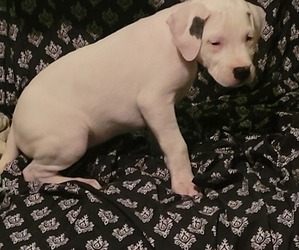 Dogo Argentino Puppy for sale in RAINELLE, WV, USA