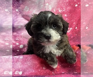 Havanese Puppy for sale in LIVONIA, MI, USA