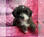 Image preview for Ad Listing. Nickname: Charlotte