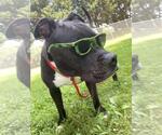 Small #3 American Staffordshire Terrier Mix