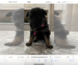 German Shepherd Dog Puppy for sale in CARTHAGE, NY, USA