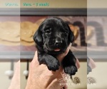 Small Photo #41 Labrador Retriever Puppy For Sale in POCAHONTAS, IL, USA