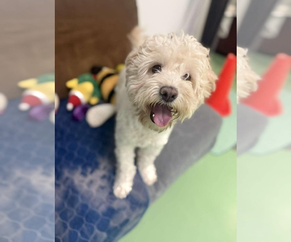 Medium Photo #2 Poodle (Miniature)-Unknown Mix Puppy For Sale in Phoenix, AZ, USA
