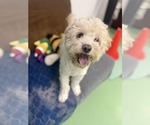 Small #1 Poodle (Miniature) Mix