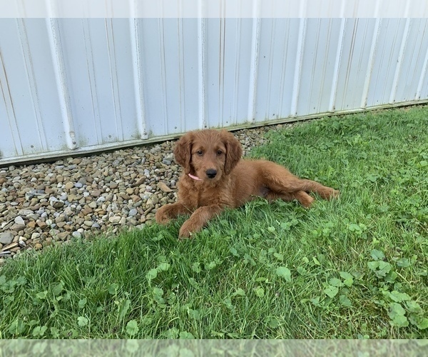 Medium Photo #4 Goldendoodle Puppy For Sale in RITTMAN, OH, USA