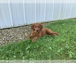Small Photo #4 Goldendoodle Puppy For Sale in RITTMAN, OH, USA