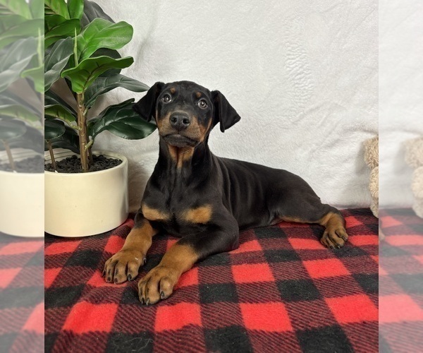 Medium Photo #5 Doberman Pinscher Puppy For Sale in GREENFIELD, IN, USA