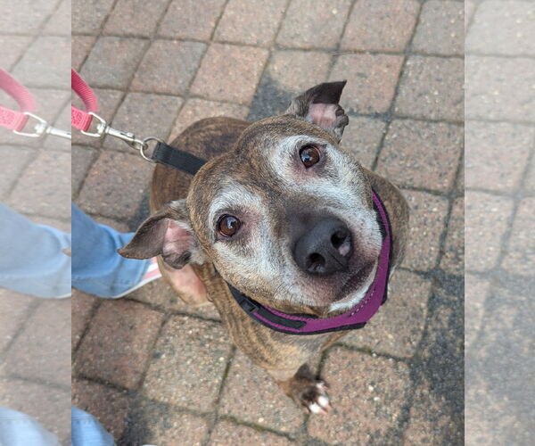 Medium Photo #10 Mutt Puppy For Sale in Oakhurst, NJ, USA