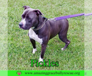 Pickles - Male American Bulldog-Unknown Mix Dog for Adoption - Photo #2
