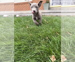 Small Photo #2 Labrador Retriever-Unknown Mix Puppy For Sale in Sandy, UT, USA
