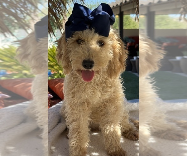 Medium Photo #3 Goldendoodle mix (+ Poodle Miniature) Puppy For Sale in MENIFEE, CA, USA