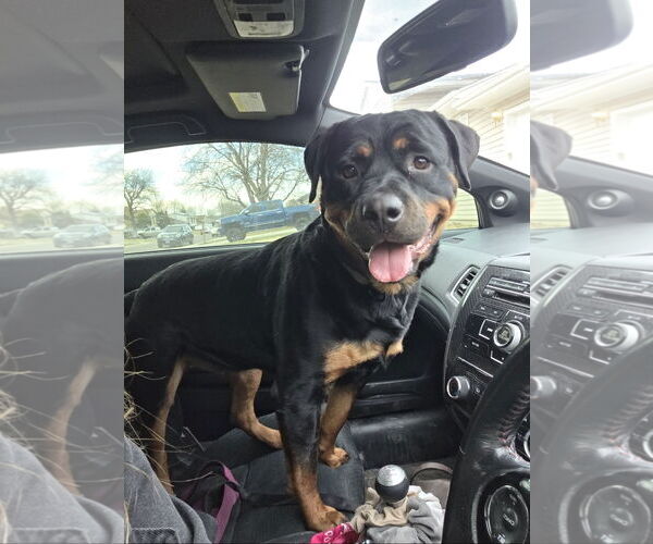Medium Photo #2 Rottweiler-Unknown Mix Puppy For Sale in Fort Collins, CO, USA