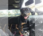 Small #1 Rottweiler Mix