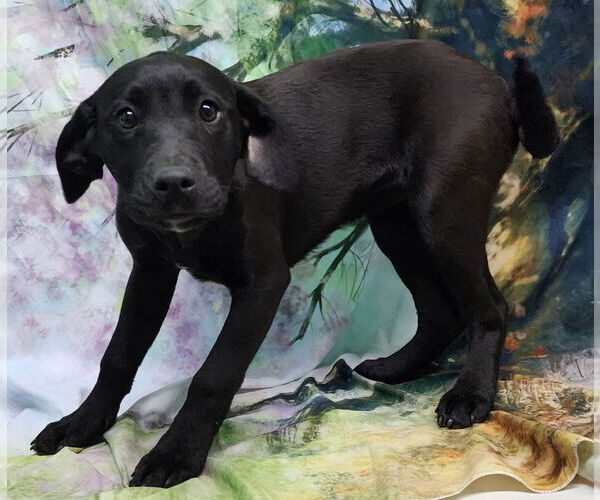 Medium Photo #4 Bulldog-Labrador Retriever Mix Puppy For Sale in Wetumpka, AL, USA