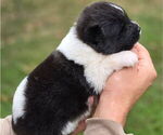 Small #2 Akita