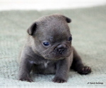 Puppy Lucy French Bulldog