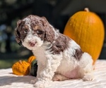 Small #3 Miniature Bernedoodle