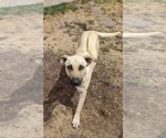Small Photo #1 Akita-German Shepherd Dog Mix Puppy For Sale in GRANTS PASS, OR, USA