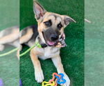 Small #4 German Shepherd Dog Mix