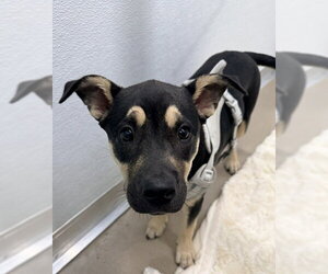 Mutt Dogs for adoption in Temple, TX, USA