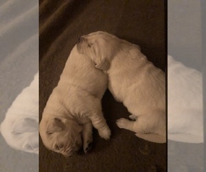 Golden Retriever Puppy for sale in THOUSAND OAKS, CA, USA