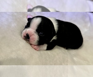 Boston Terrier Puppy for sale in WASHBURN, MO, USA