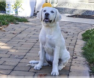 Golden Retriever Puppy for Sale in SYRACUSE, Indiana USA