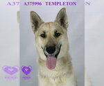 Small #1 German Shepherd Dog