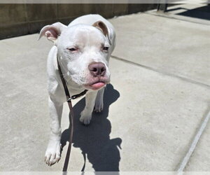 Mutt Dogs for adoption in Denver, CO, USA