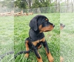 Small Photo #10 Rottweiler Puppy For Sale in STEUBENVILLE, OH, USA