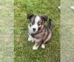Small #2 Australian Shepherd-Miniature Australian Shepherd Mix