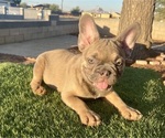 Small #3 French Bulldog