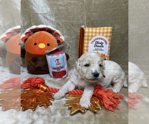 Goldendoodle Puppy for Sale in KATY, Texas USA