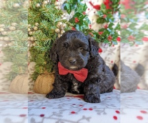 Goldendoodle Puppy for sale in CHRISTIANA, PA, USA