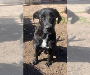 Labrador Retriever Dogs for adoption in San Antonio, TX, USA