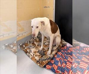 Mutt Dogs for adoption in Tulsa, OK, USA