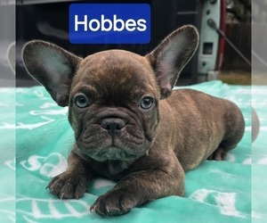 French Bulldog Puppy for sale in SAN ANTONIO, TX, USA